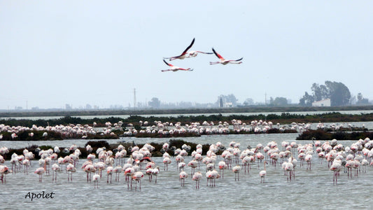 Cómo ver flamencos en el Delta del Ebro